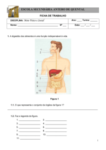Ficha de trabalho 2 – Sistema digestivo