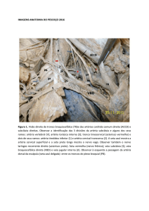 Imagens de peças anatômicas da Anatomia do Pescoço Arquivo