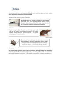 Ratos - CIP BRASIL