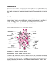 Sistema Cardiovascular O coração e os vasos sanguíneos e o