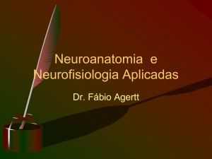 4 Neuroanatomia e Neurofisiologia Aplicadas