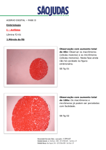 ACERVO DIGITAL – FASE II Embriologia I – Anfíbios Lâmina F2
