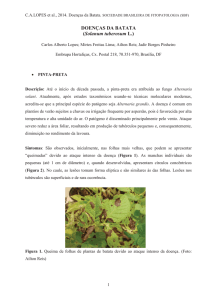 DOENÇAS DA BATATA (Solanum tuberosum L.)