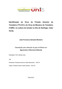 Identificação do Vírus do Frisado Amarelo do Tomateiro (TYLCV) e