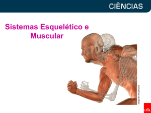 Sistemas Esquelético e Muscular