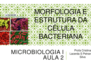 morfologia estrutura d bacteriana bacteriana morfologia e estrutura