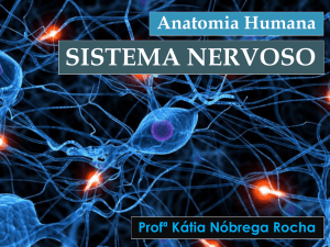 Neuroanatomia-Sistem..