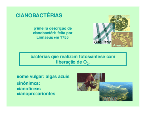 cianobactérias