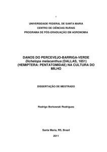 DANOS DO PERCEVEJO-BARRIGA-VERDE Dichelops melacanthus