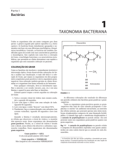taxonomia bacteriana
