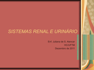 sistema renal e urinário