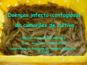UFRPE Doenças infecto-contagiosas de camarões de cultivo
