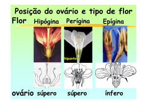 Posição do ovário e tipo de flor Flor ovário súpero