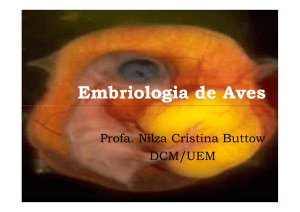 Embriologia de Aves