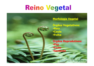 Morfologia Vegetal Órgãos Vegetativos: Raiz Caule Folha Órgãos