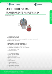 MODELO DO PULMÃO TRANSPARENTE AMPLIADO 2X