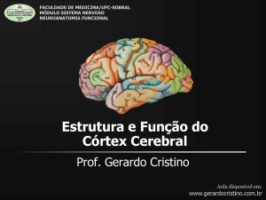 Estrutura e Função do Córtex Cerebral