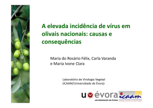 A elevada incidência de vírus em olivais nacionais: causas