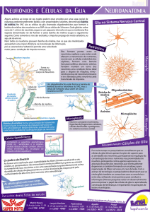 Neuroanatomia SM-glia