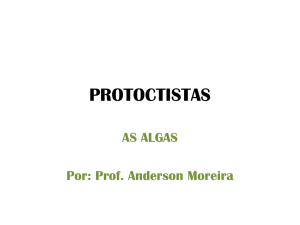 protoctistas