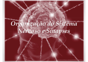 Organização do Sistema Nervoso e Sinapses