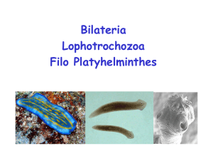 Bilateria Lophotrochozoa Filo Platyhelminthes - ECOEVOL