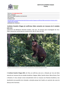 Instituto Evandro Chagas já confirmou febre amarela em macacos