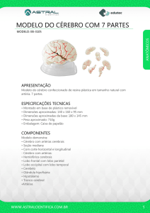modelo do cérebro com 7 partes
