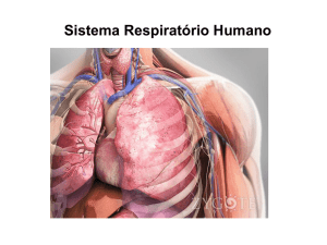 Estruturas do Sistema Respiratório Humano