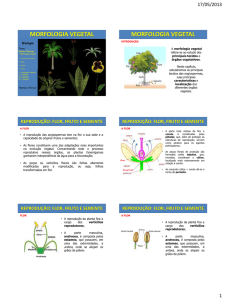 morfologia vegetal morfologia vegetal