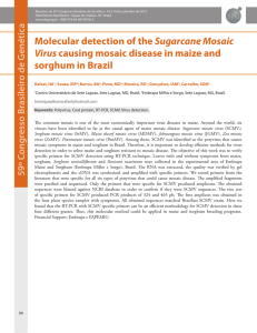Molecular detection of the Sugarcane Mosaic Virus causing mosaic