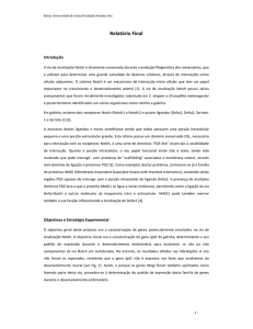 Relatório Final Inês impressão - Repositório da Universidade de
