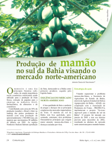 Produção de Mamão no sul da Bahia visando o mercado