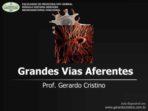 Vias Aferentes - Dr. Gerardo Cristino