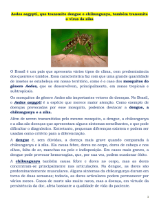 Aedes aegypti, que transmite dengue e