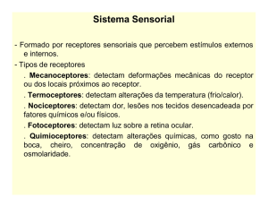 Sistema Sensorial