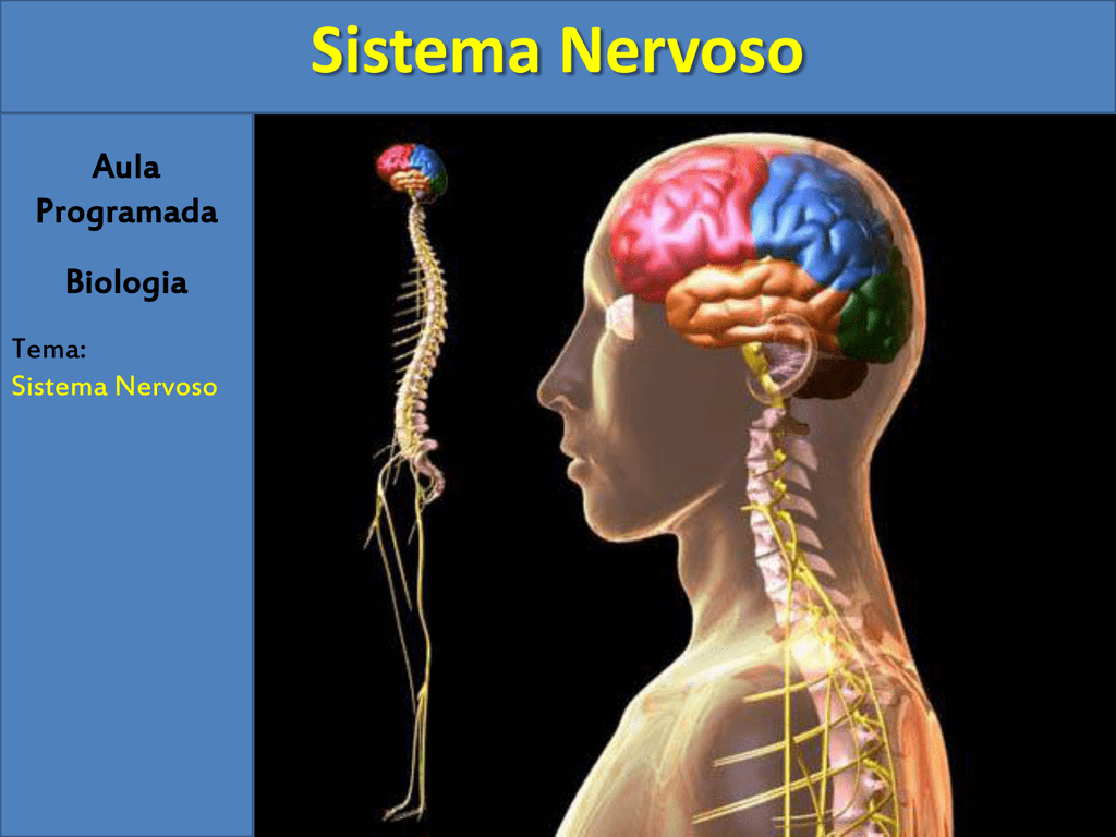 Sistema Nervoso Umano