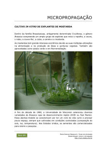 101 Micropropagação: cultivo in vitro de mostarda PDF