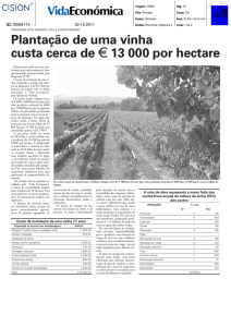 Plantação de uma vinha custa cerca de G 13 000 por
