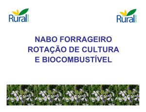 Matéria Prima Biodiesel - Nabo