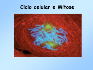 Ciclo celular e Mitose
