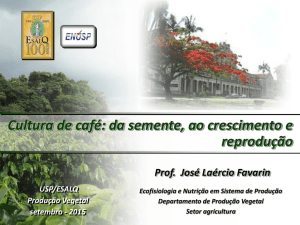 Cultura de café: da semente, ao crescimento e reprodução