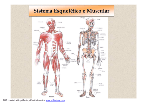 sistema esquelético e muscular