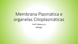 Membrana Plasmática e núcleo
