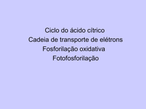 Ciclo do ácido cítrico Cadeia de transporte de elétrons Fosforilação