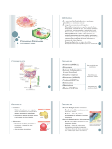 Centríolos (ANIMAL) Ribossomos Retículo Endoplasmático (Liso e