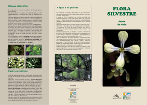 Flora silvestre Exterior.FH11