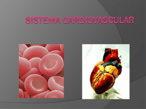 5_Sistema_cardiovascular (486578)