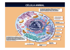 1º ano célula animal