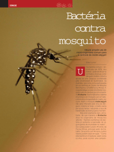 Bactéria contra mosquito